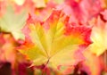 Autumn maple leaf Royalty Free Stock Photo