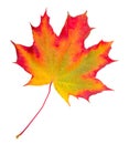 Autumn maple leaf Royalty Free Stock Photo