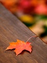 Autumn maple leaf