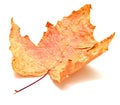 Autumn maple leaf Royalty Free Stock Photo