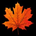 Autumn maple leaf Royalty Free Stock Photo