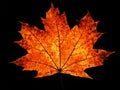 Autumn maple leaf on black background Royalty Free Stock Photo