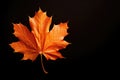 Autumn maple leaf on black background. Copy space Royalty Free Stock Photo