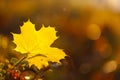 Autumn maple leaf on blurred autumn forest background in bright sunlight. orange natural plant background in warm tones