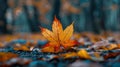 Autumn maple leaf close up detailed veins in eliot porter style photography with sigma macro lens