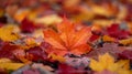 Autumn maple leaf closeup with detailed veins in eliot porter style using sigma 105mm macro lens