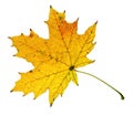 Autumn maple leaf closeup object in details, bright and colorful, white background isolated, macro photo, depth of field entire Royalty Free Stock Photo