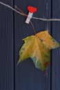 Autumn maple leaf on a clothes line Royalty Free Stock Photo