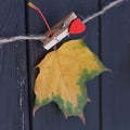 Autumn maple leaf on a clothes line Royalty Free Stock Photo