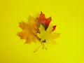 autumn maple leaf a colored background Royalty Free Stock Photo