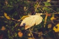 Autumn maple leaf with dew drops Royalty Free Stock Photo