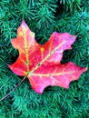Autumn Maple Leaf on Evergreen Royalty Free Stock Photo