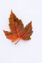 Autumn Maple Leaf Royalty Free Stock Photo