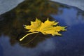Autumn maple Leaf fell into the water Royalty Free Stock Photo