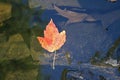 Autumn Maple Leaf Floating in a Stream Royalty Free Stock Photo