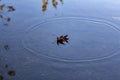 Autumn maple leaf floating on water surface with shallow. Autumn maple leaf floating on the surface of a puddle. Royalty Free Stock Photo