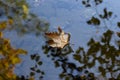 Autumn maple leaf floating on water surface with shallow. Autumn maple leaf floating on the surface of a puddle. Royalty Free Stock Photo