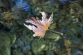 Autumn maple leaf floating on water surface with shallow. Autumn maple leaf floating on the surface of a puddle. Royalty Free Stock Photo