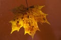 autumn maple leaf on a glass surface with water rain drops on a brown background Royalty Free Stock Photo