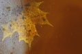 autumn maple leaf on a glass surface with water rain drops on a brown background Royalty Free Stock Photo