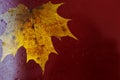 autumn maple leaf on a glass surface with water rain drops on a red background Royalty Free Stock Photo