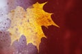 autumn maple leaf on a glass surface with water rain drops on a red background Royalty Free Stock Photo