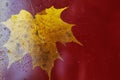 autumn maple leaf on a glass surface with water rain drops on a red background Royalty Free Stock Photo