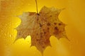 autumn maple leaf on a glass surface with water rain drops on a yellow background Royalty Free Stock Photo