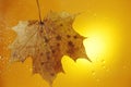 autumn maple leaf on a glass surface with water rain drops on a yellow background Royalty Free Stock Photo