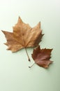 Autumn Maple Leaf on a green Background