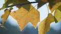 Autumn maple leaf hanging lush branch close up. Beautiful golden fall season. Royalty Free Stock Photo