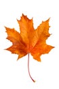 Autumn maple leaf isolated on white background