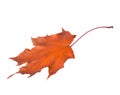 Autumn Maple leaf isolated on white background Royalty Free Stock Photo