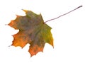 Autumn Maple leaf isolated on white background Royalty Free Stock Photo