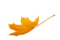 Autumn maple leaf isolated on white background Royalty Free Stock Photo