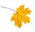 Autumn  Maple leaf isolated on white background Royalty Free Stock Photo