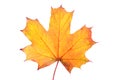 Autumn maple leaf isolated on white background Royalty Free Stock Photo