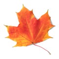 Autumn maple leaf isolated on white background with shadows, clipping path  for isolation without shadows on white Royalty Free Stock Photo