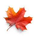 Autumn maple leaf isolated on white background with shadows, clipping path  for isolation without shadows on white Royalty Free Stock Photo