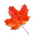 Autumn maple leaf isolated on white background with shadows, clipping path  for isolation without shadows on white Royalty Free Stock Photo