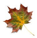 Autumn maple leaf isolated on white background with shadows, clipping path  for isolation without shadows on white Royalty Free Stock Photo