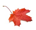 Autumn maple leaf isolated on white background with shadows, clipping path  for isolation without shadows on white Royalty Free Stock Photo