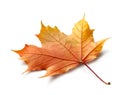 Autumn maple leaf isolated on white background with shadows, clipping path  for isolation without shadows on white. Royalty Free Stock Photo