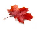 Autumn maple leaf isolated on white background with shadows, clipping path  for isolation without shadows on white. Royalty Free Stock Photo