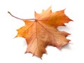 Autumn maple leaf isolated on white background with shadows, clipping path  for isolation without shadows on white Royalty Free Stock Photo