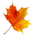 Autumn maple leaf isolated on white background with shadows, clipping path  for isolation without shadows on white Royalty Free Stock Photo