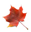 Autumn maple leaf isolated on white background with shadows, clipping path  for isolation without shadows on white Royalty Free Stock Photo