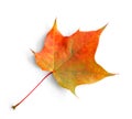 Autumn maple leaf isolated on white background with shadows, clipping path  for isolation without shadows on white Royalty Free Stock Photo