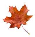 Autumn maple leaf isolated on white background with shadows, clipping path  for isolation without shadows on white Royalty Free Stock Photo