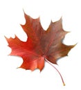 Autumn maple leaf isolated on white background with shadows, clipping path  for isolation without shadows on white Royalty Free Stock Photo